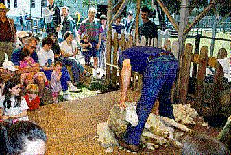 Maplewood Farm North Vancouver, British Columbia (Animals) image