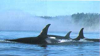 Ucluelet Ucluelet, British Columbia (Cities) image