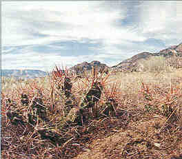 Vest Pocket Desert, British Columbia (Birds) image