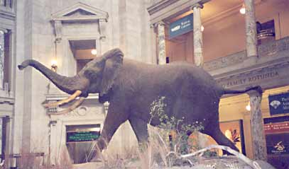National Museum of Natural History Washington, Washington DC (History Museums) image