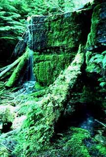Idaho Panhandle National Forests Coeur d'Alene, Idaho (US Forest Service) image