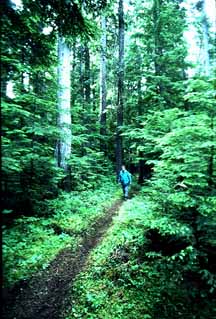 Kanisku National Forest, Idaho (US Forest Service) image