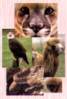 Zoo Boise Boise, Idaho (Wildlife Preserves) image
