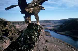 World Center for Birds of Prey Boise, Idaho (Birds) image