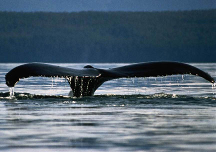 Acadian Whale Adventures Bar Harbor, Maine (Whales and Whale Watching) image