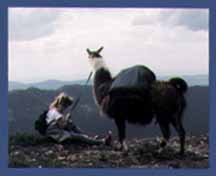 Great Northern Llama Co. Columbia Falls, Montana (Animals) image