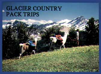 Great Northern Llama Co. Columbia Falls, Montana (Animals) image