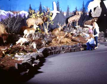 Rocky Mountain Elk Foundation Missoula, Montana (Wildlife) image