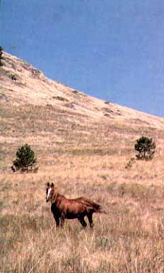 Wild Horse Island State Park Kalispell, Montana (State Parks) image