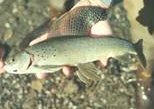 Arctic Grayling,  (Fishing) image