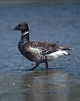 Brant,  (Wildlife) image