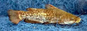 Bullhead,  (Fishing) image