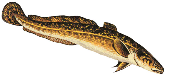 Burbot, (Fishing) image