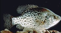 Crappie,  (Fishing) image