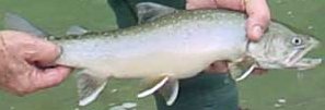 Dolly Varden, (Fishing) image