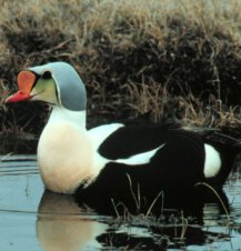 Eider,  (Wildlife) image