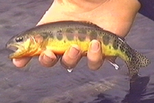 Golden Trout,  (Fishing) image