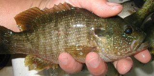 Green Sunfish,  (Fishing) image