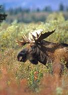 Moose,  (Wildlife) image