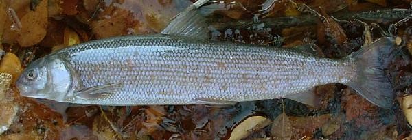 Mountain Whitefish,  (Fishing) image