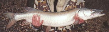 Muskie,  (Fishing) image