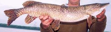 Northern Pike, (Fishing) image
