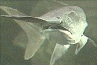Paddlefish,  (Fishing) image