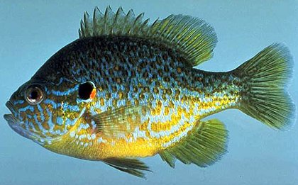 Pumpkinseed,  (Fishing) image