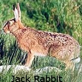 Rabbit,  (Wildlife) image