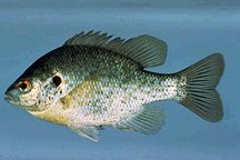 Redear Sunfish,  (Fishing) image