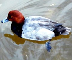 Readhead,  (Wildlife) image