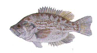 Sacramento Perch, (Fishing) image
