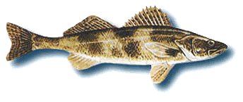 Sauger,  (Fishing) image