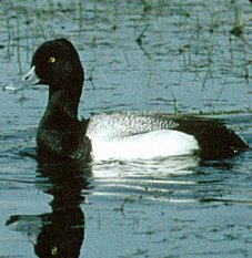 Scaup,  (Wildlife) image