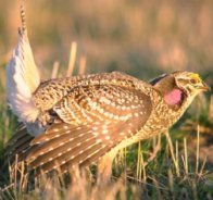 Sharp Tailed Grouse,  (Wildlife) image