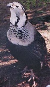 Himalayan Snowcock,  (Wildlife) image