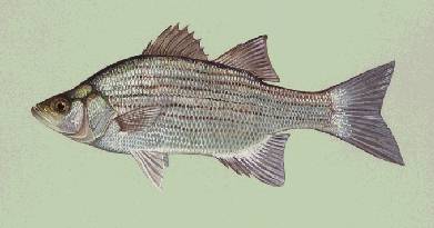 White Bass,  (Fishing) image