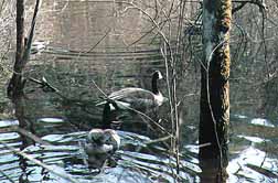 Tacoma Nature Center Tacoma, Washington (Science Centers) image