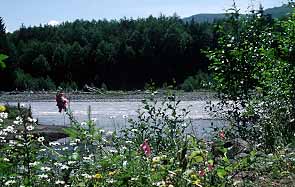 Federation Forest State Park, Washington (State Parks) image