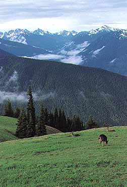 Hurricane Ridge, Washington (Mountains) image