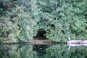 Millersylvania Memorial State Park Olympia, Washington (State Parks) image