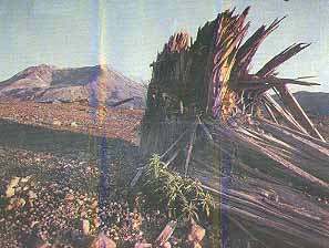 Spirit Lake Memorial Highway, Washington (Drives) image