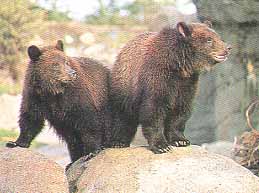 Woodland Park Zoo Seattle, Washington (Wildlife Preserves) image